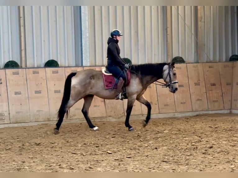 Andalusiër Merrie 7 Jaar 156 cm Falbe in Neustadt (Wied)