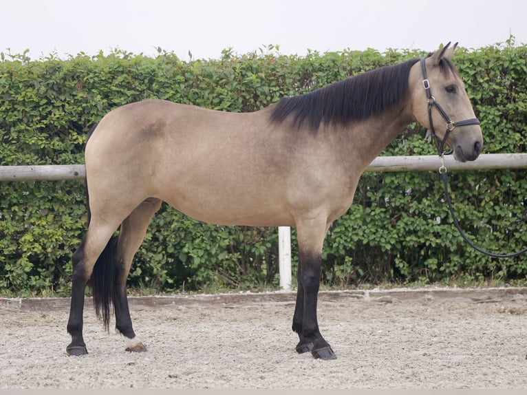 Andalusiër Merrie 7 Jaar 156 cm Falbe in Neustadt (Wied)