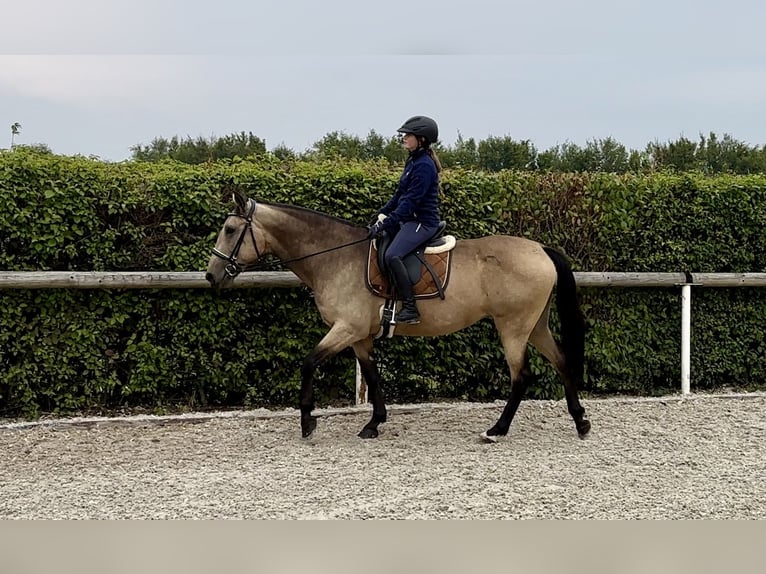 Andalusiër Merrie 7 Jaar 156 cm Falbe in Neustadt (Wied)