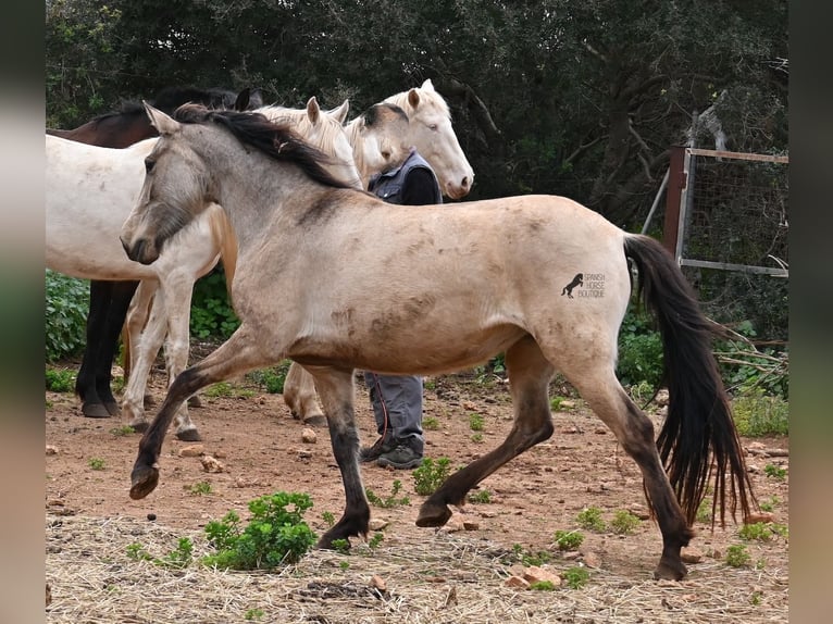 Andalusiër Merrie 7 Jaar 156 cm Falbe in Mallorca