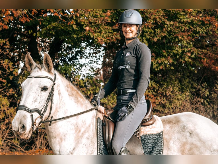 Andalusiër Mix Merrie 7 Jaar 156 cm Schimmel in Gangelt