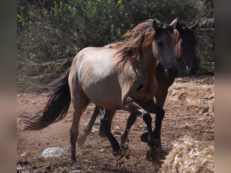 Andalusiër Merrie 7 Jaar 157 cm Falbe in Mallorca