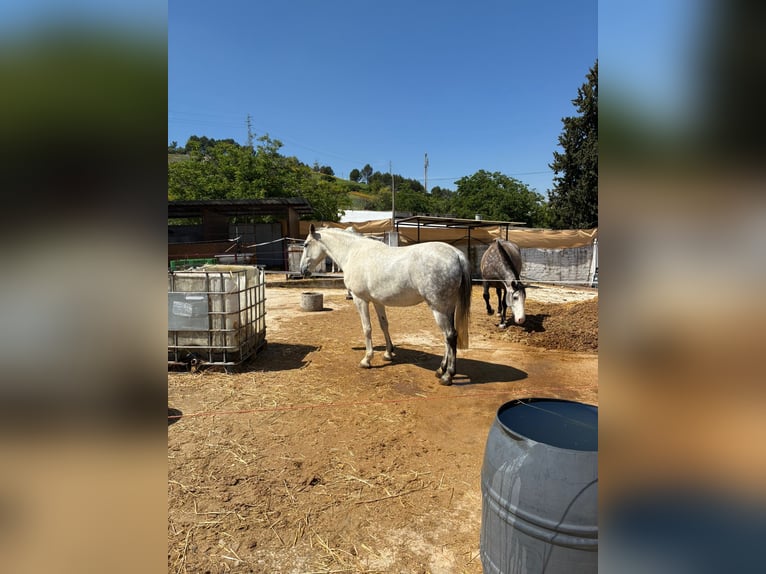 Andalusiër Mix Merrie 7 Jaar 157 cm Schimmel in Lucena