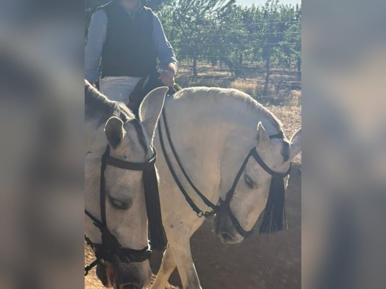 Andalusiër Mix Merrie 7 Jaar 157 cm Schimmel in Lucena