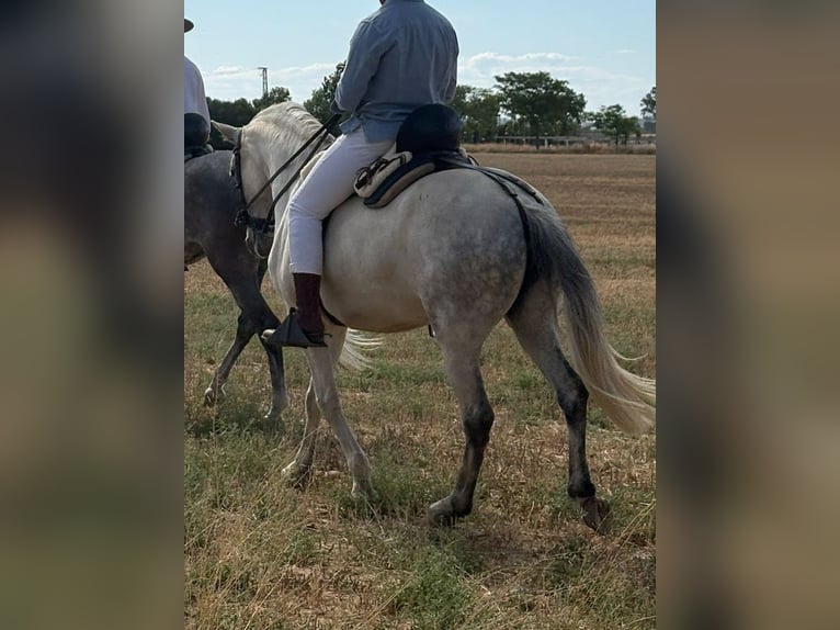 Andalusiër Mix Merrie 7 Jaar 157 cm Schimmel in Lucena