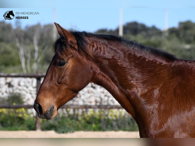 Andalusiër Merrie 7 Jaar 158 cm Brauner in Menorca