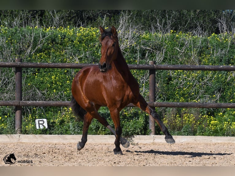 Andalusiër Merrie 7 Jaar 158 cm Bruin in Menorca