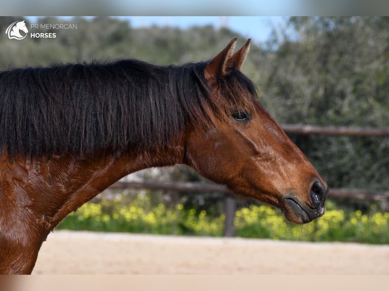 Andalusiër Merrie 7 Jaar 158 cm Bruin in Menorca