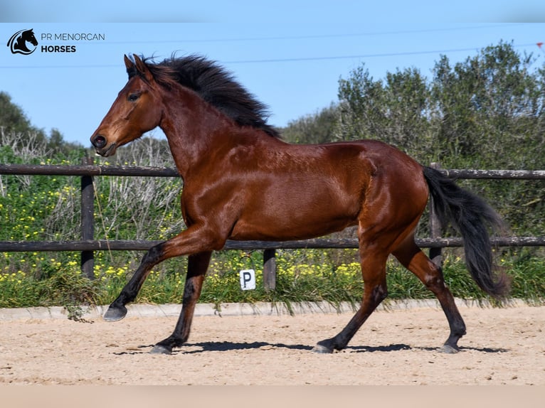 Andalusiër Merrie 7 Jaar 158 cm Bruin in Menorca