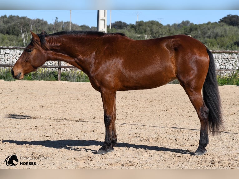 Andalusiër Merrie 7 Jaar 158 cm Bruin in Menorca