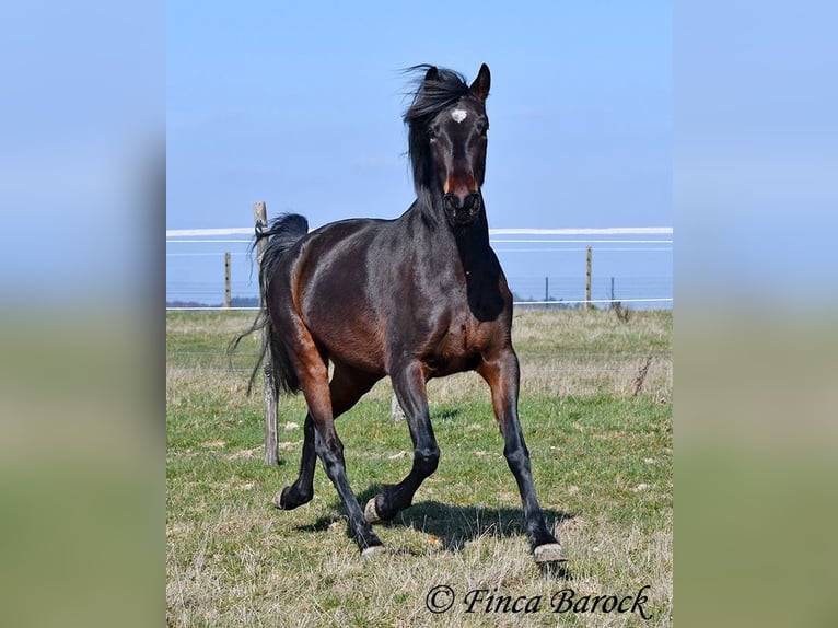 Andalusiër Merrie 7 Jaar 159 cm Zwartbruin in Wiebelsheim