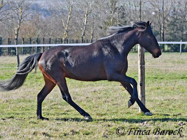 Andalusiër Merrie 7 Jaar 159 cm Zwartbruin in Wiebelsheim