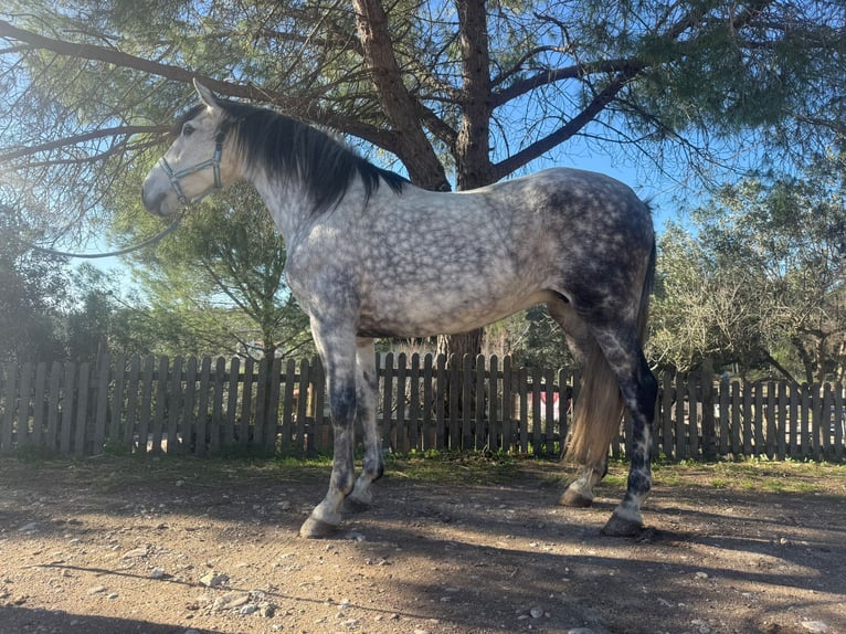 Andalusiër Merrie 7 Jaar 160 cm Appelschimmel in Barcelona