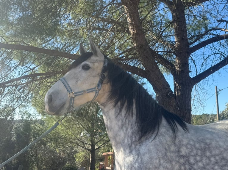 Andalusiër Merrie 7 Jaar 160 cm Appelschimmel in Barcelona