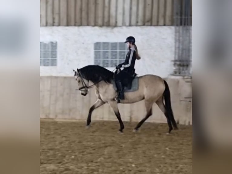 Andalusiër Merrie 7 Jaar 160 cm Buckskin in Moosburg