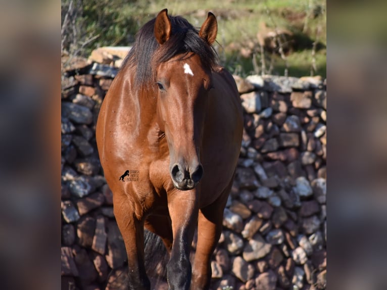 Andalusiër Merrie 7 Jaar 163 cm Brauner in Menorca