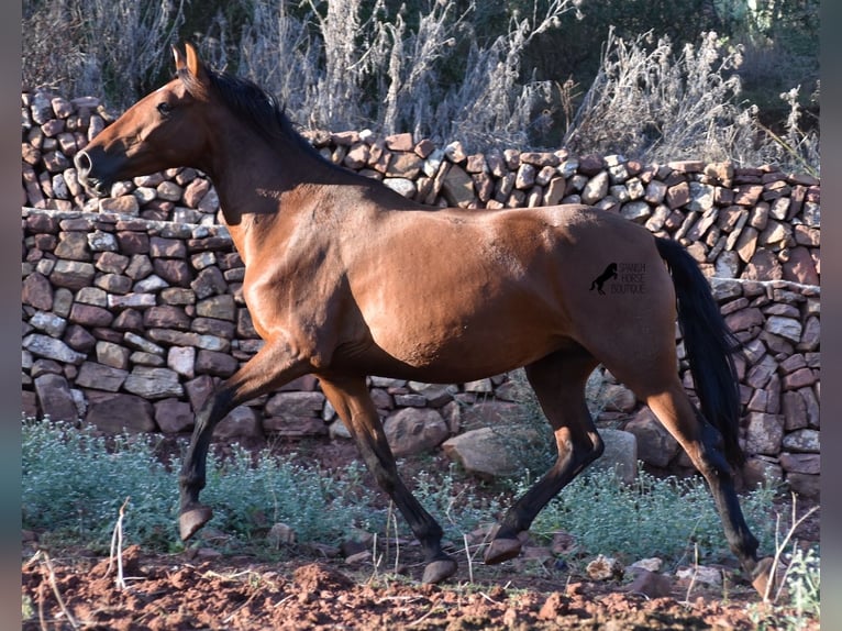 Andalusiër Merrie 7 Jaar 163 cm Brauner in Menorca
