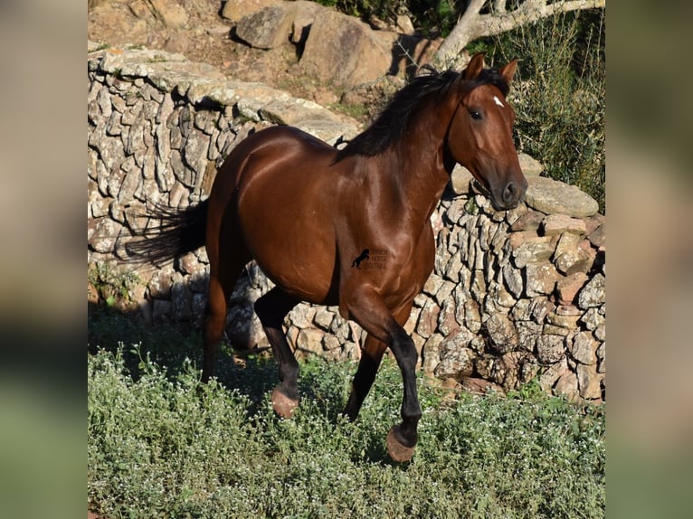 Andalusiër Merrie 7 Jaar 163 cm Brauner in Menorca