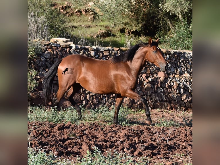 Andalusiër Merrie 7 Jaar 163 cm Brauner in Menorca