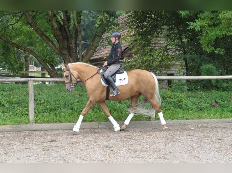 Andalusiër Merrie 7 Jaar 163 cm Palomino in Wellheim