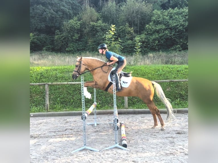 Andalusiër Merrie 7 Jaar 163 cm Palomino in Wellheim