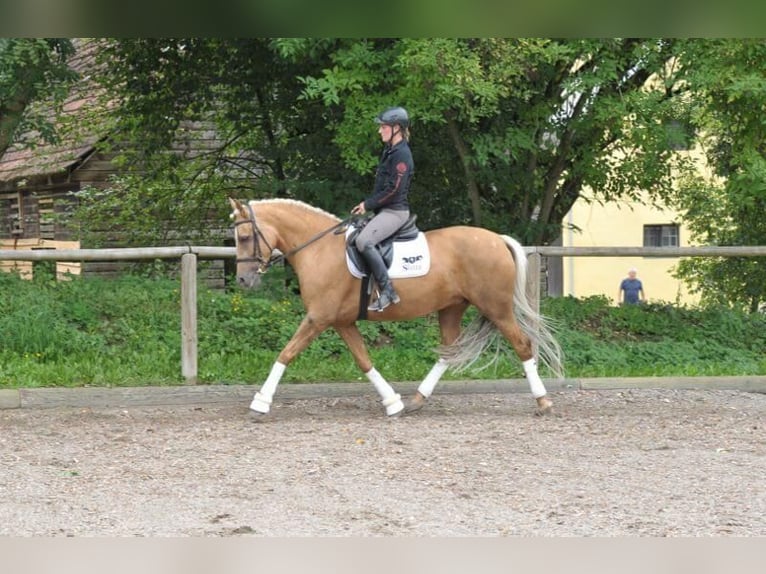 Andalusiër Merrie 7 Jaar 163 cm Palomino in Wellheim