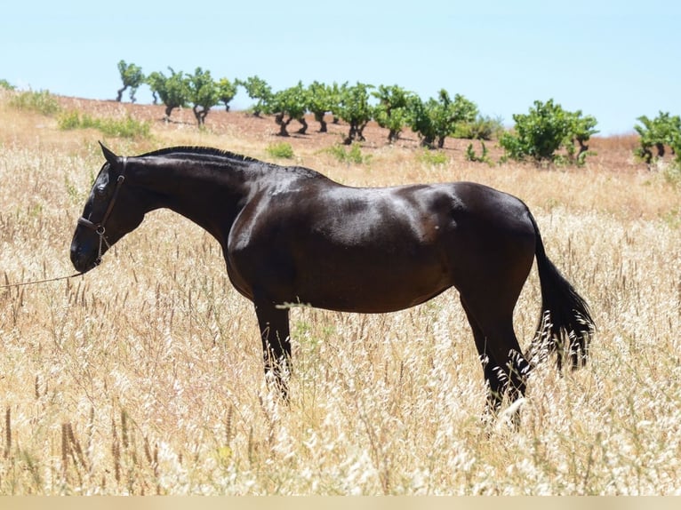 Andalusiër Merrie 7 Jaar 163 cm Zwart in Alicante/Alacant