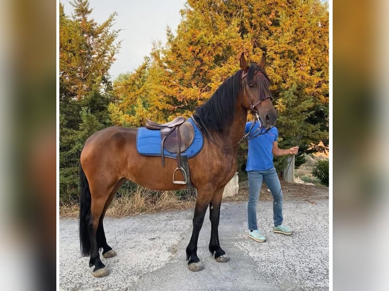 Andalusiër Merrie 7 Jaar 165 cm Bruin in Solarino