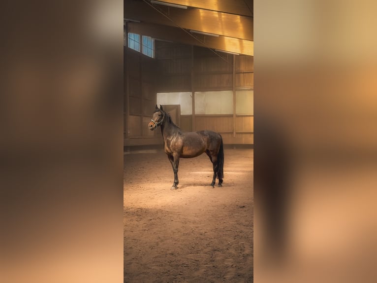 Andalusiër Merrie 7 Jaar 165 cm  in Nauen