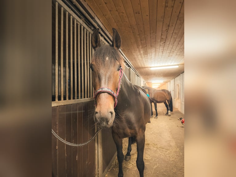 Andalusiër Merrie 7 Jaar 165 cm  in Nauen