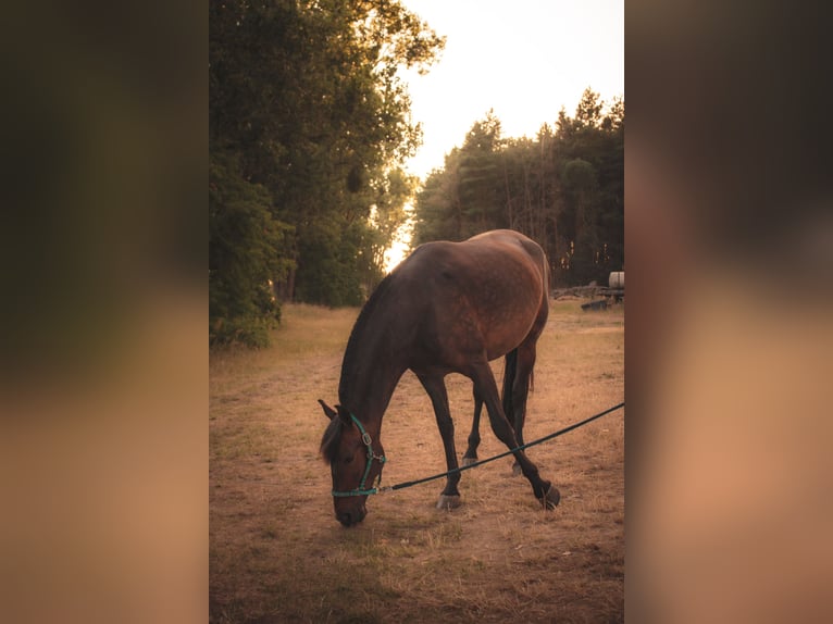 Andalusiër Merrie 7 Jaar 165 cm  in Nauen