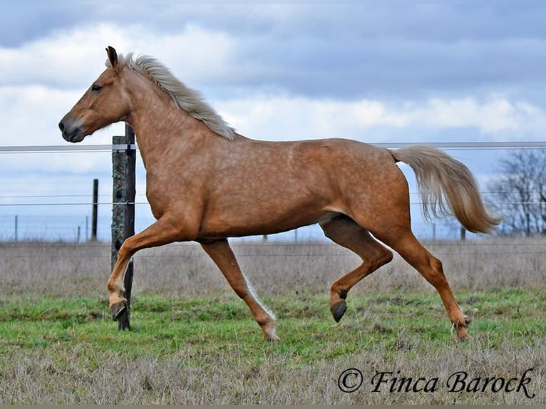 Andalusiër Merrie 7 Jaar 165 cm Palomino in Wiebelsheim