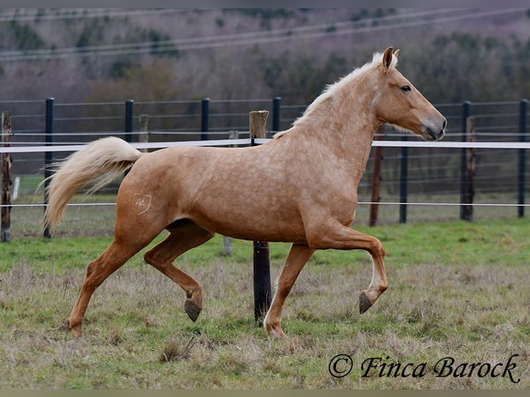 Andalusiër Merrie 7 Jaar 165 cm Palomino in Wiebelsheim