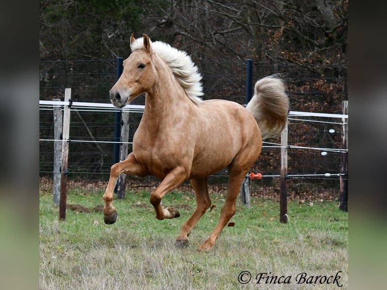 Andalusiër Merrie 7 Jaar 165 cm Palomino in Wiebelsheim
