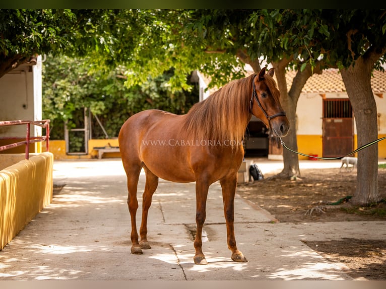 Andalusiër Merrie 7 Jaar 167 cm Vos in Rafelguaraf