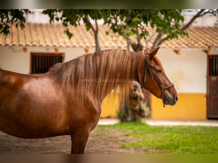 Andalusiër Merrie 7 Jaar 167 cm Vos in Rafelguaraf