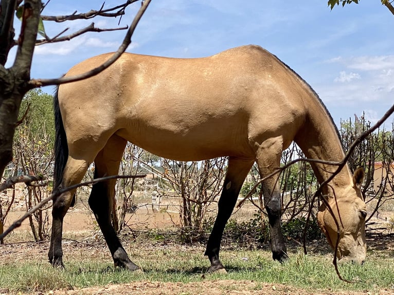 Andalusiër Merrie 7 Jaar 169 cm Falbe in Copons