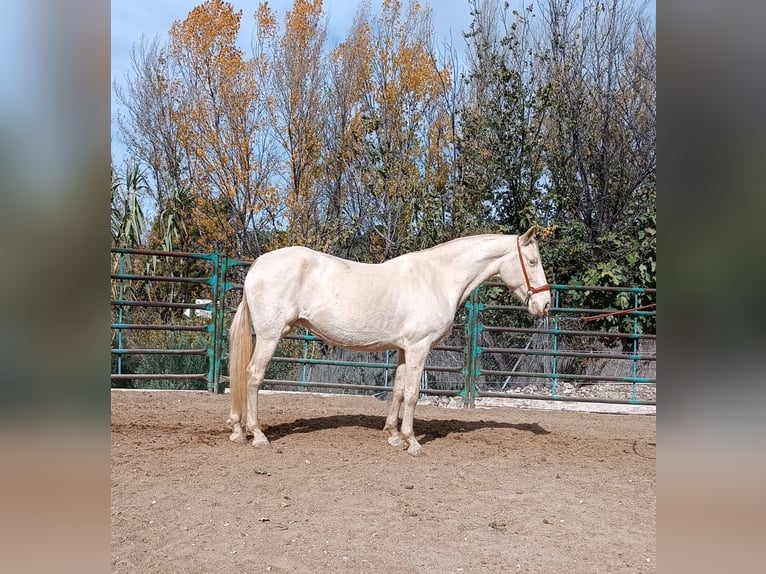 Andalusiër Merrie 7 Jaar Perlino in Sevilla