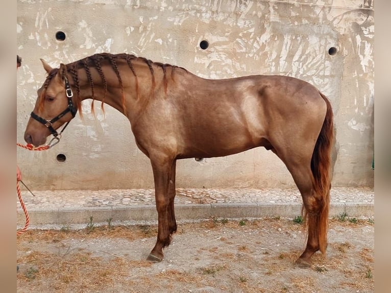 Andalusiër Merrie 7 Jaar Perlino in Sevilla