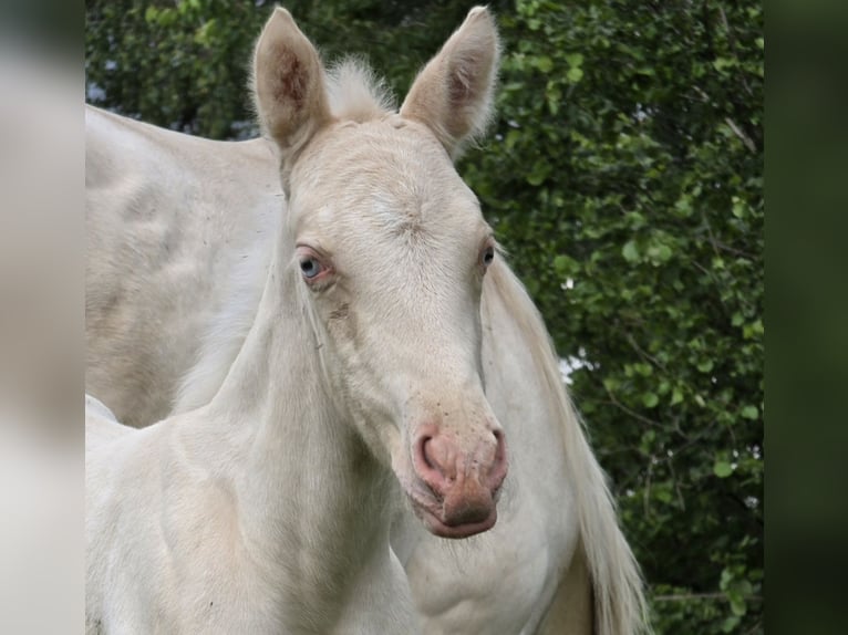 Andalusiër Merrie 8 Jaar 150 cm Cremello in Haltern am See