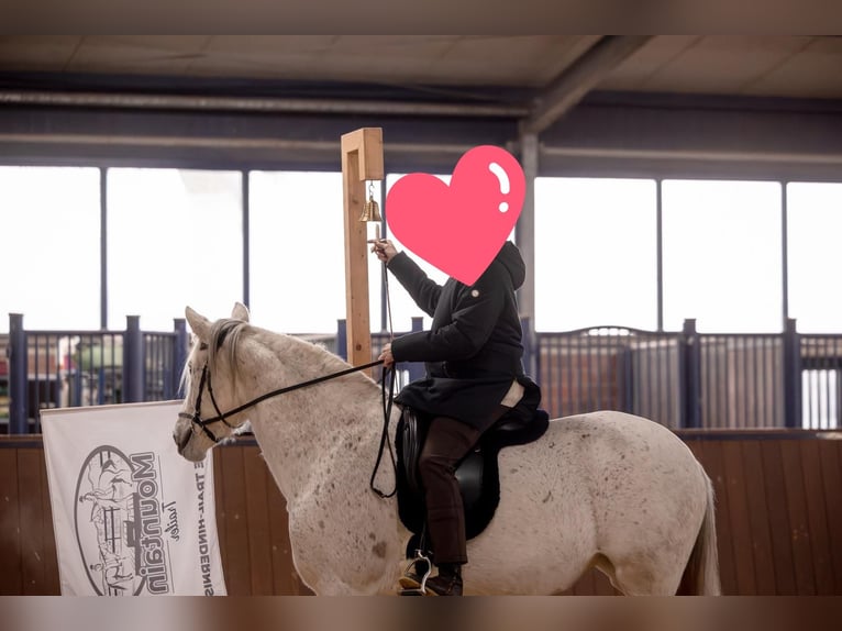 Andalusiër Merrie 8 Jaar 155 cm Schimmel in Heiden