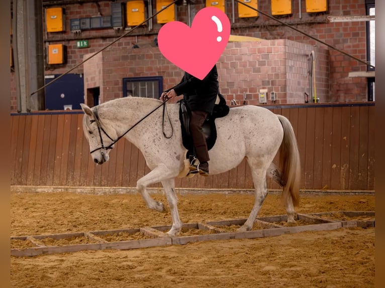 Andalusiër Merrie 8 Jaar 155 cm Schimmel in Heiden