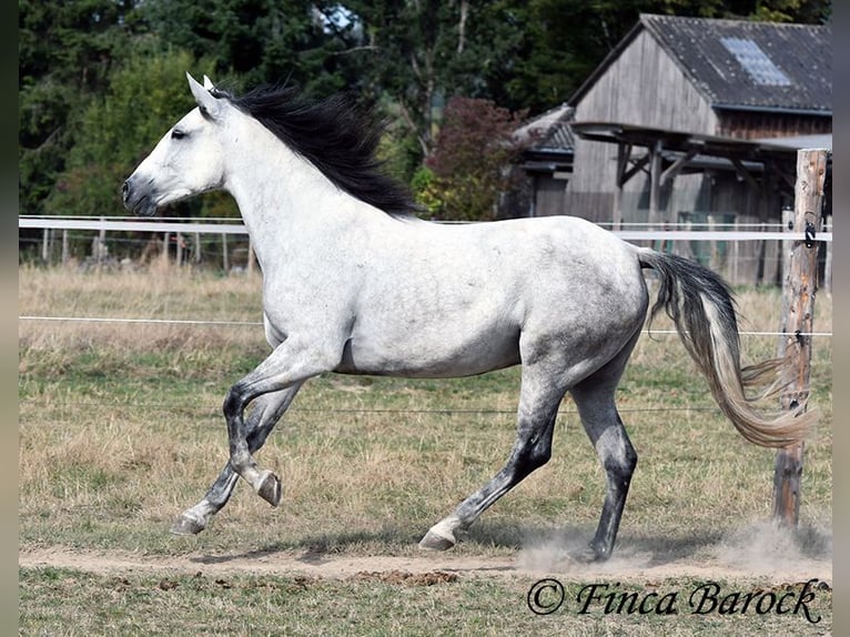 Andalusiër Merrie 8 Jaar 156 cm Schimmel in Wiebelsheim