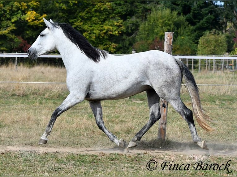 Andalusiër Merrie 8 Jaar 156 cm Schimmel in Wiebelsheim
