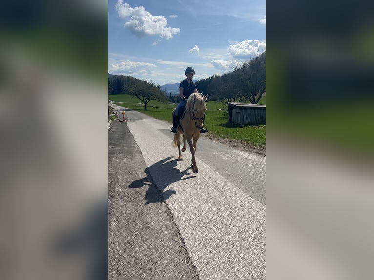 Andalusiër Merrie 8 Jaar 157 cm Palomino in Koppl