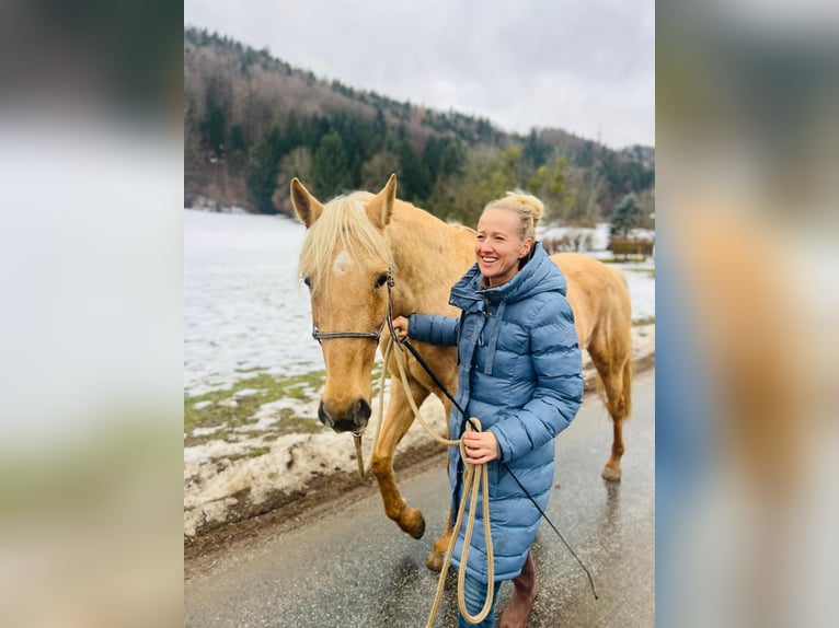 Andalusiër Merrie 8 Jaar 158 cm Palomino in Strasswalchen