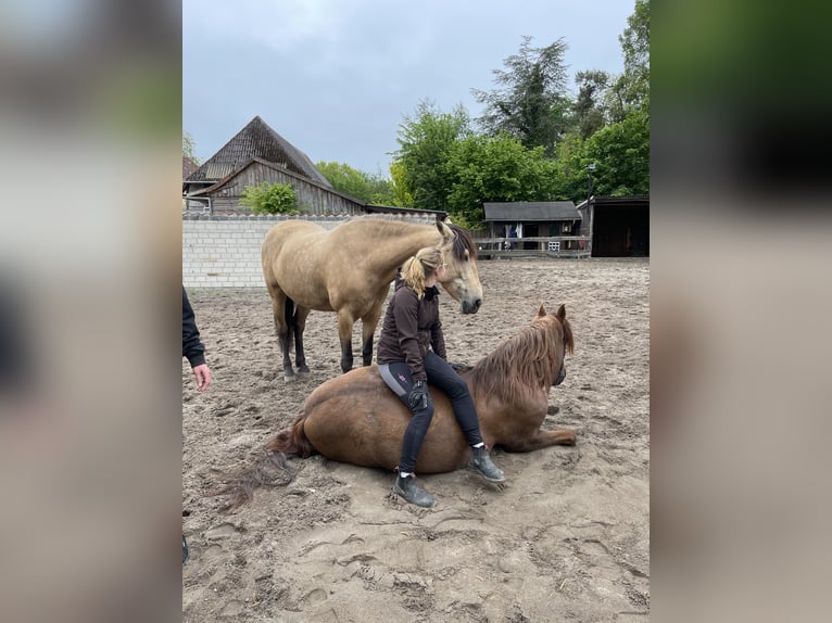 Andalusiër Merrie 8 Jaar 159 cm Falbe in Nienhagen