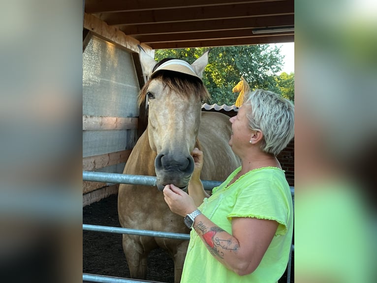 Andalusiër Merrie 8 Jaar 159 cm Falbe in Nienhagen