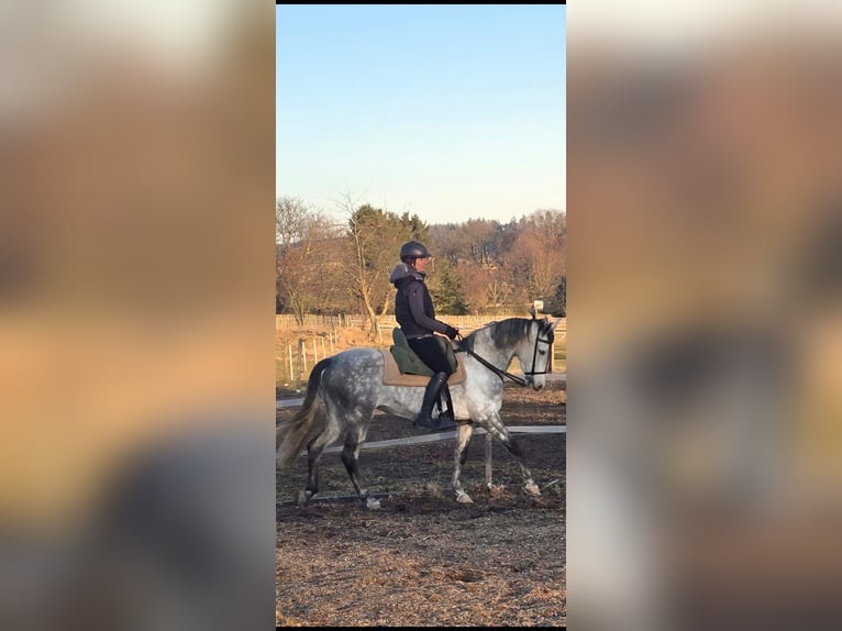 Andalusiër Merrie 8 Jaar 160 cm Appelschimmel in Auma-Weidatal