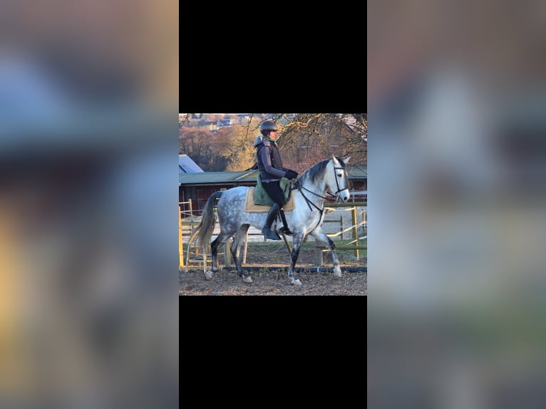 Andalusiër Merrie 8 Jaar 160 cm Appelschimmel in Auma-Weidatal